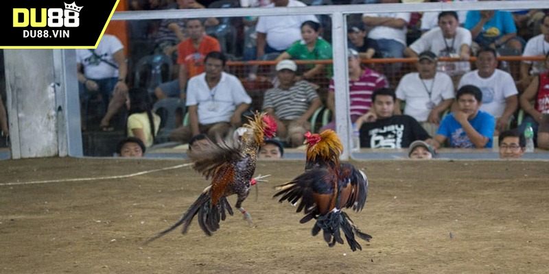 Chia sẻ cách xem tốt nhất cho tân thủ