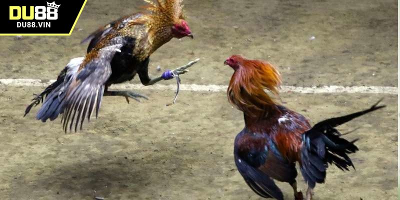 Đá gà 88 - Tránh cược theo số đông