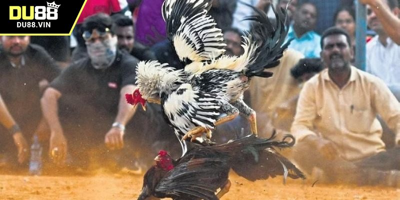 Đá gà đòn và những thông tin cơ bản