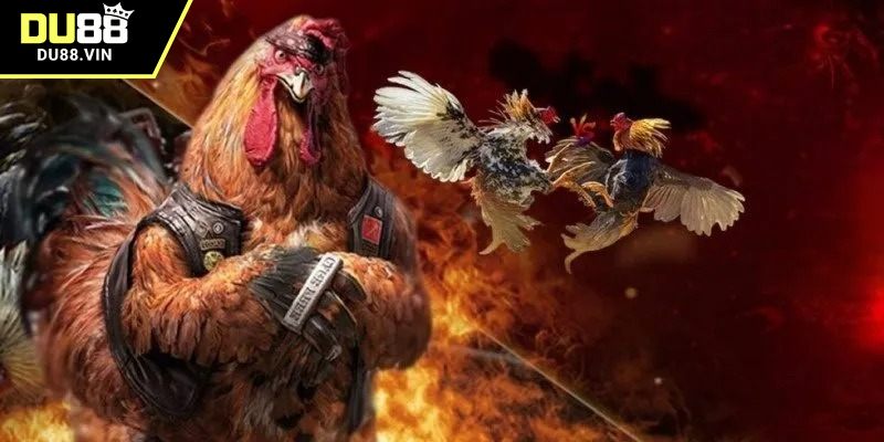 Dành thời gian nghiên cứu chiến kê trước khi cá cược