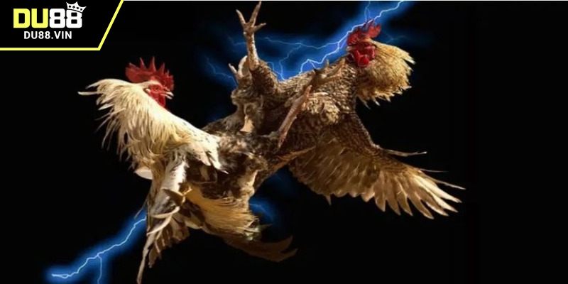 Khám phá chi tiết về hình thức đá gà C1