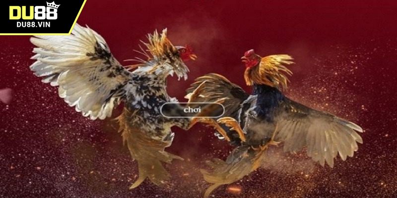 Những điểm quan trọng khi cược gà đá C1