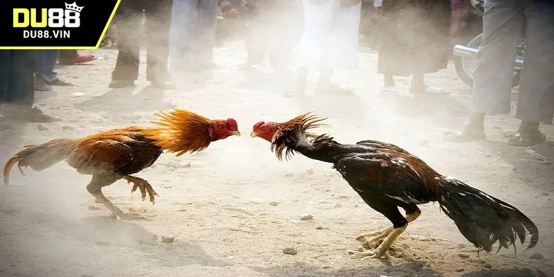 Trường đá gà uy tín hàng đầu